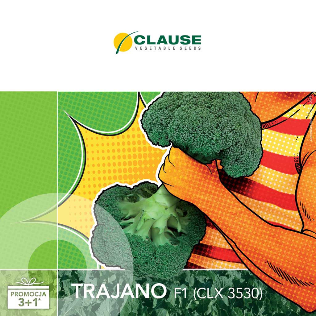 Brokuły – warzywo mocarz TRAJANO (CLX 3530) F