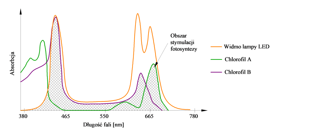 Rysunek 2. Widmo fotosyntezy roślin (Chlorofil A, Chlorofil B) oraz widmo promieniowania szklarniowych opraw LED
